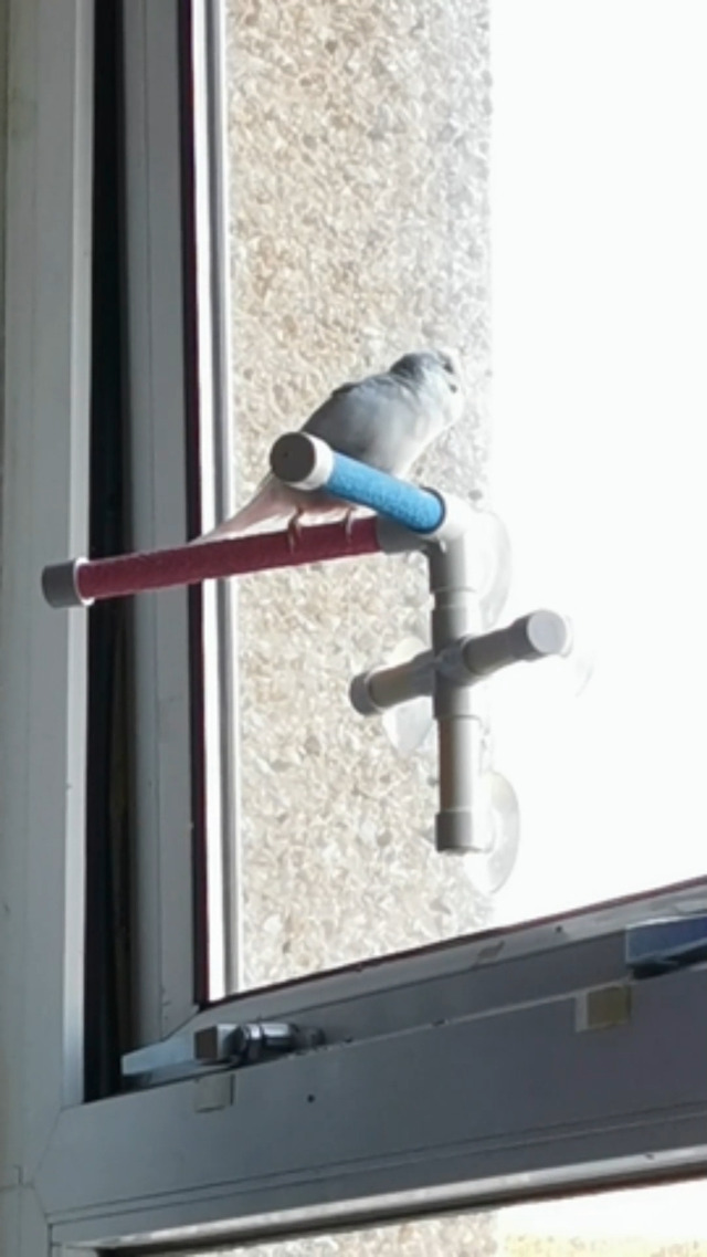 Hypeety Portable Suction Cup Bird Window and Shower Perch Toy for Bird Parrot Macaw Cockatoo African Greys Budgies Parakeet Bath Double Stand Perch Toy - image 8