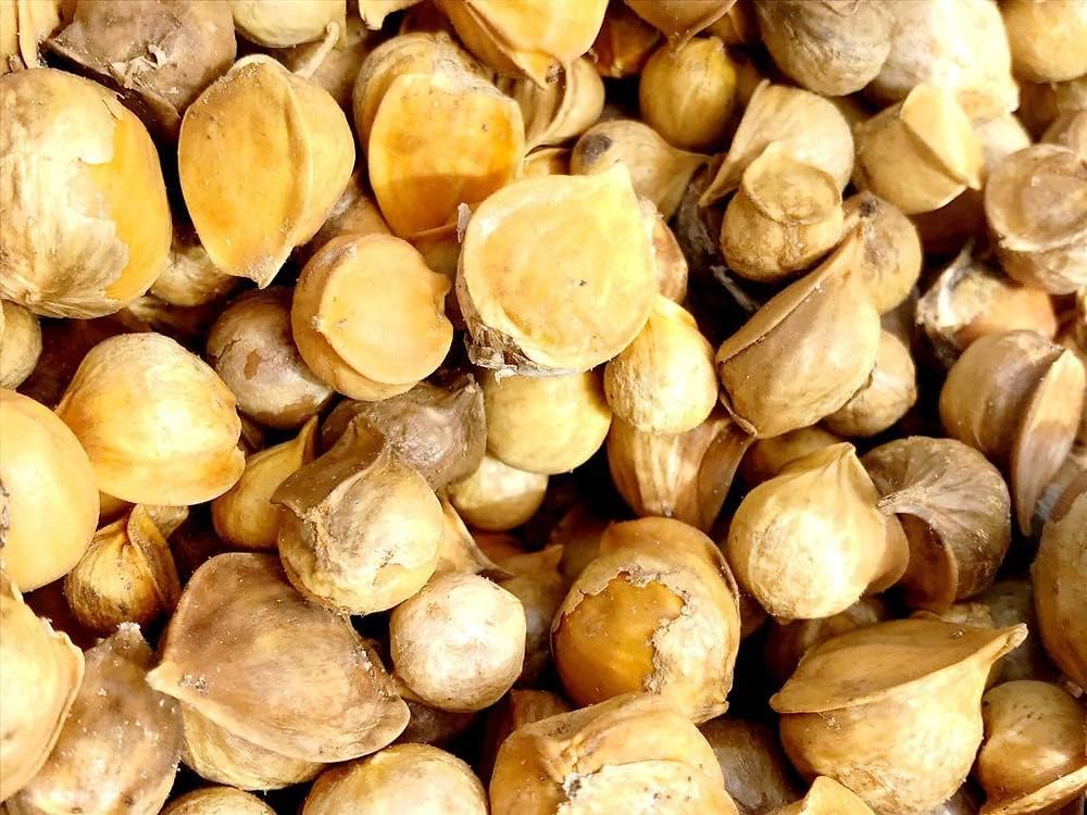 Ajo Japones/Japanese Garlic | Chinese Garlic/AjoChino | Premium Quality, All Natural Big Size Cloves IMPORTED FROM MEXICO (1Lb)