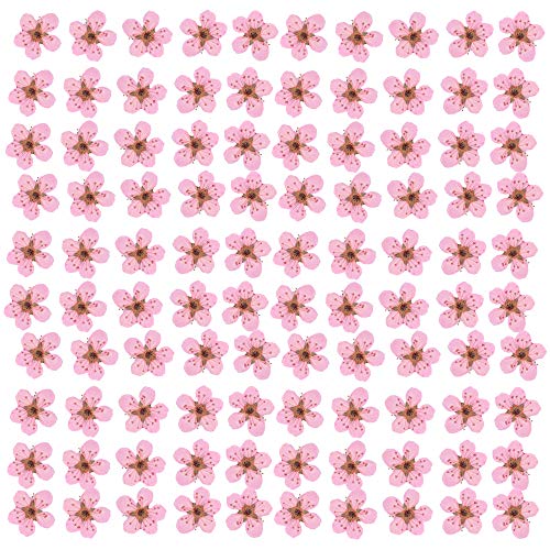 Flores prensadas YUNZHI para resina Narciso 100 piezas