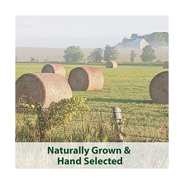Kaytee timothy hay blend cubes 1 pound - image 9