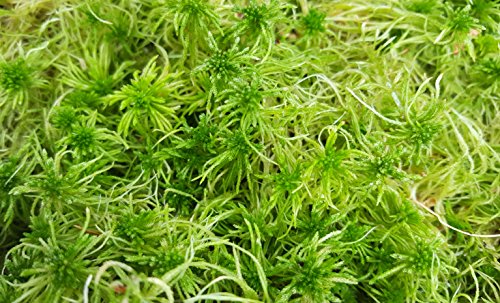 Sphagnum Moos (lebend) - 1 Liter - für Orchideen, fleischfressende Pflanzen, oder Ausstattung für Terrarien