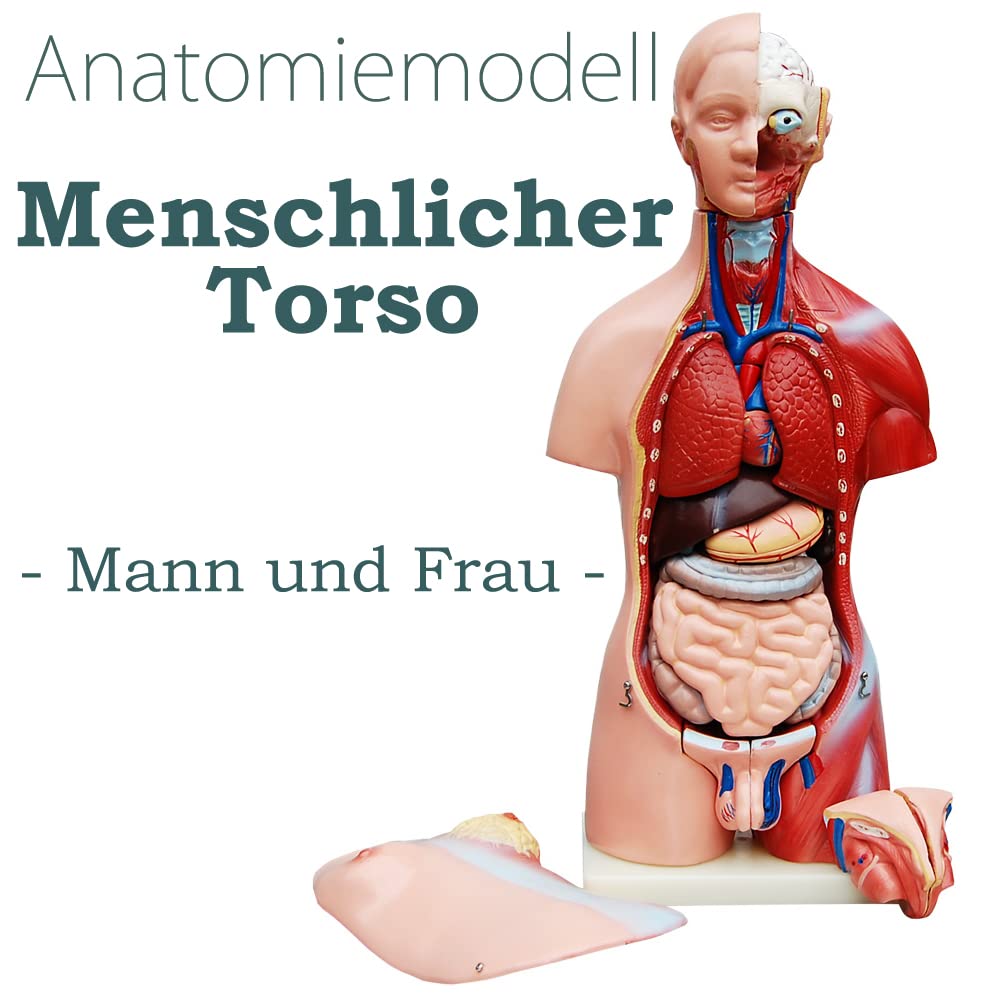 Model anatomiczny torsu, unisex, szczegółowe ciało ludzkie z PVC z wyjmowanymi organami do szkoły, studiów i treningu anatomicznego, model dydaktyczny, wielokolorowy, 1 Stück (1er Pack)