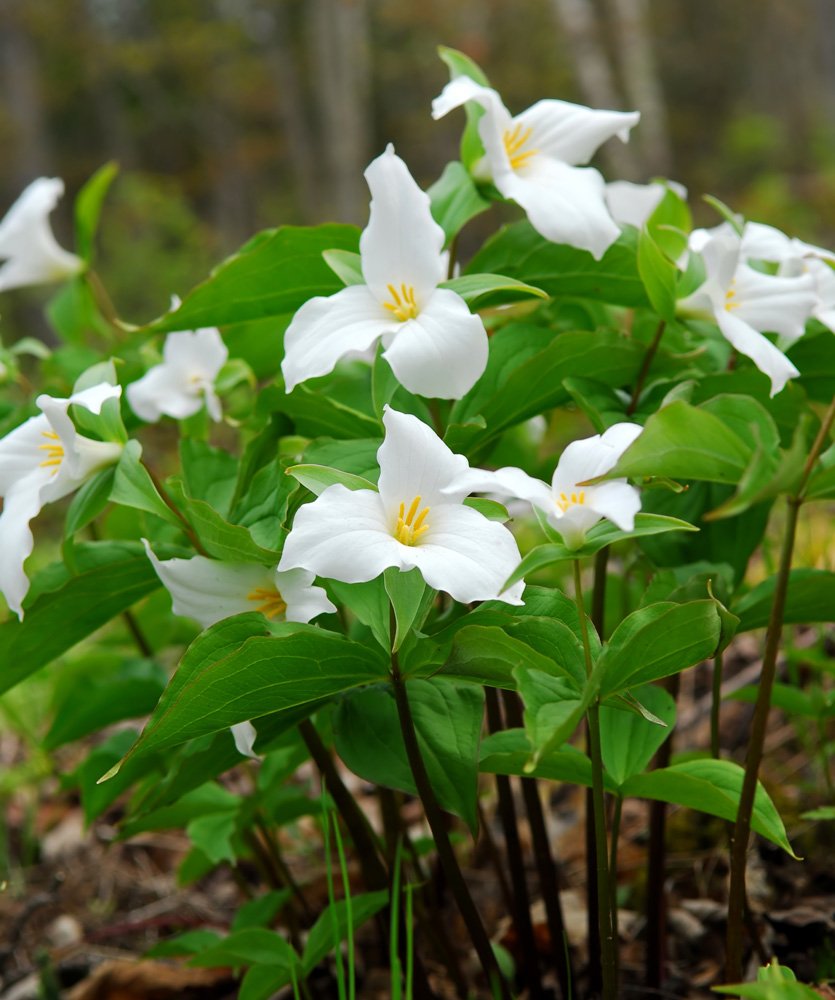 VAN ZYVERDEN Trillium Grandiflorum Set of 3