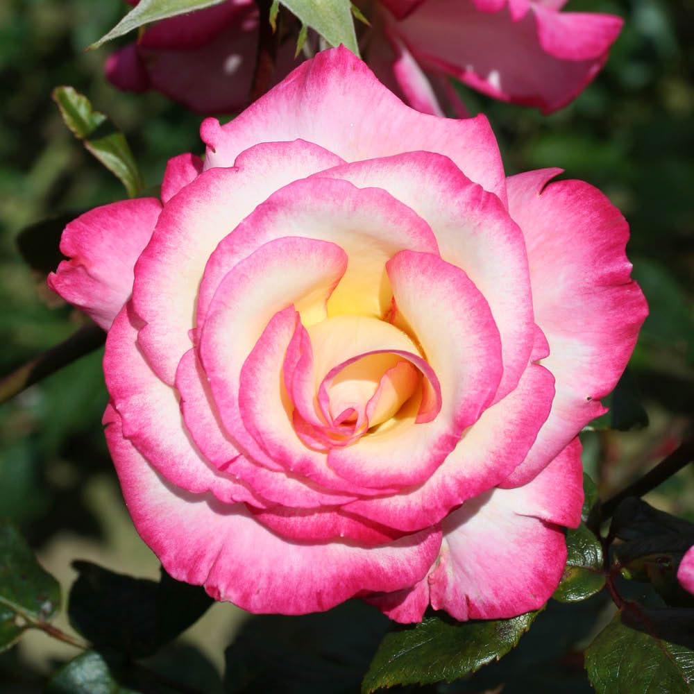 YouGarden Rose Climbing Handel Plant Pot - Large - White/Pink/Green