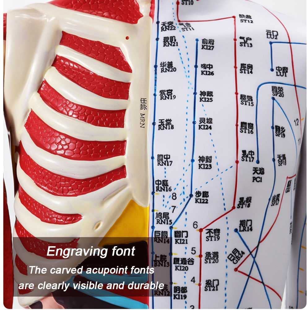 Manekin 85 cm medyczny model akupunktury anatomiczny model męski z precyzyjnym literą i uchwytem w kształcie punktu południka oraz instrukcją w języku angielskim Meridian Point Medical do treningu