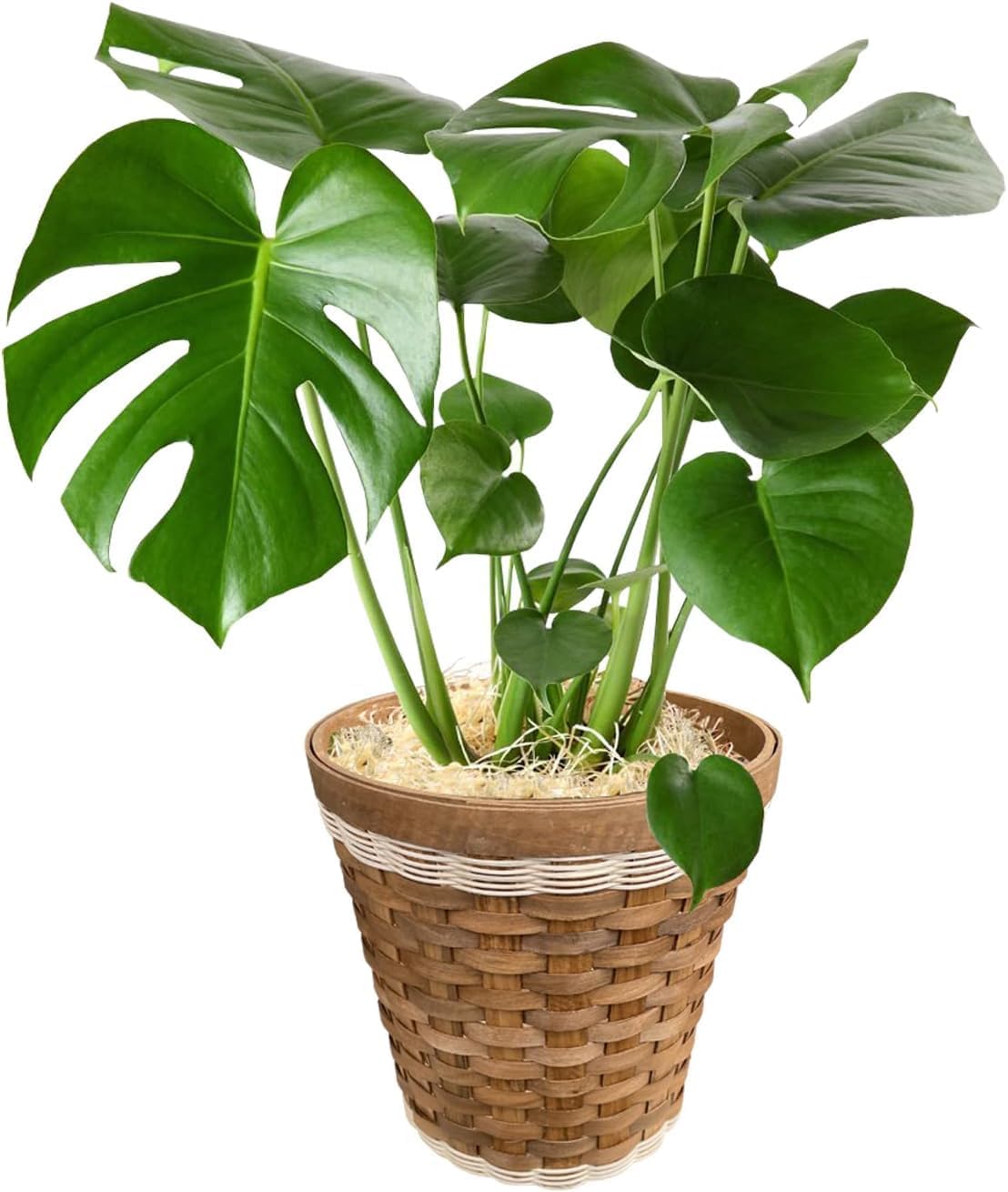花のギフト社 モンステラ 鉢植え もんす