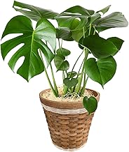 Flower Gift Co. Monstera, Potted Plant, House Plant, No. 6, Indoor Use, Real, Stylish