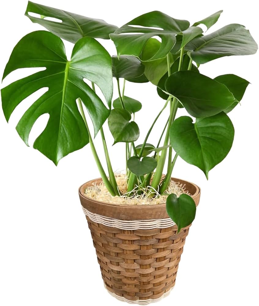 Amazon | 花のギフト社 モンステラ 鉢植え もんすてら 観葉 植物