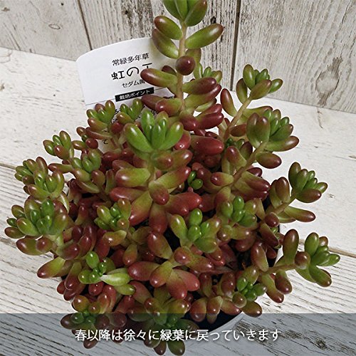 虹の玉の耐寒性と冬越し ブログ はなはちガーデニング
