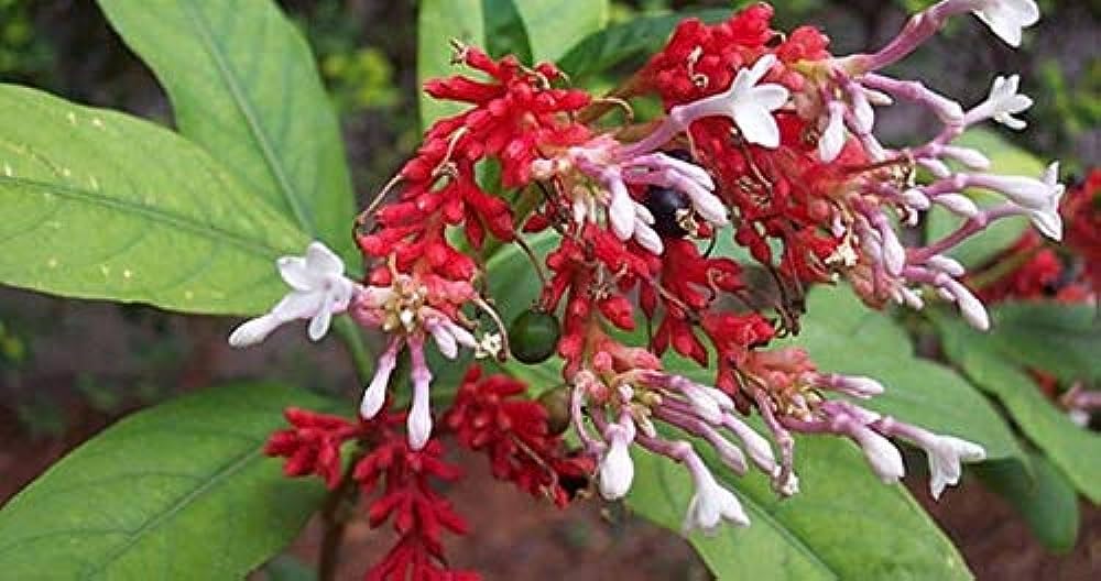 Sarpagandha plant 1 healthy plant for home gardening Pack of 2 (B0D3XL1SJ9) Amazon Price History, Amazon Price Tracker
