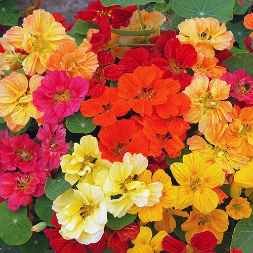 GrowZid Nasturtium Narsturtium Indian cress Outdoor Gardening Flower Plant Seeds Pack Multi mix (B0B7XJ556T) Amazon Price History, Amazon Price Tracker