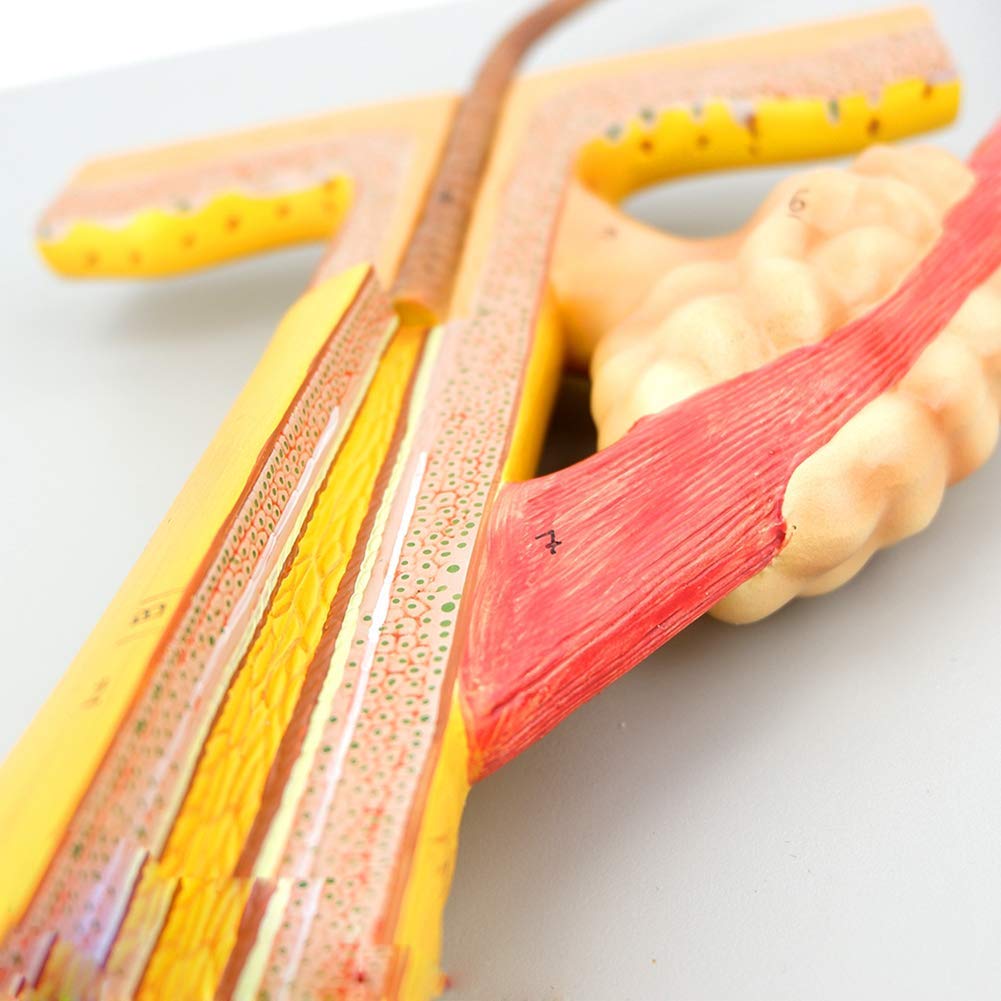 model ludzkiego ciała, model włosów-model anatomicznej struktury włosów z mieszkiem włosowym - używany do nauczania, wyświetlanie rzadkich produktów