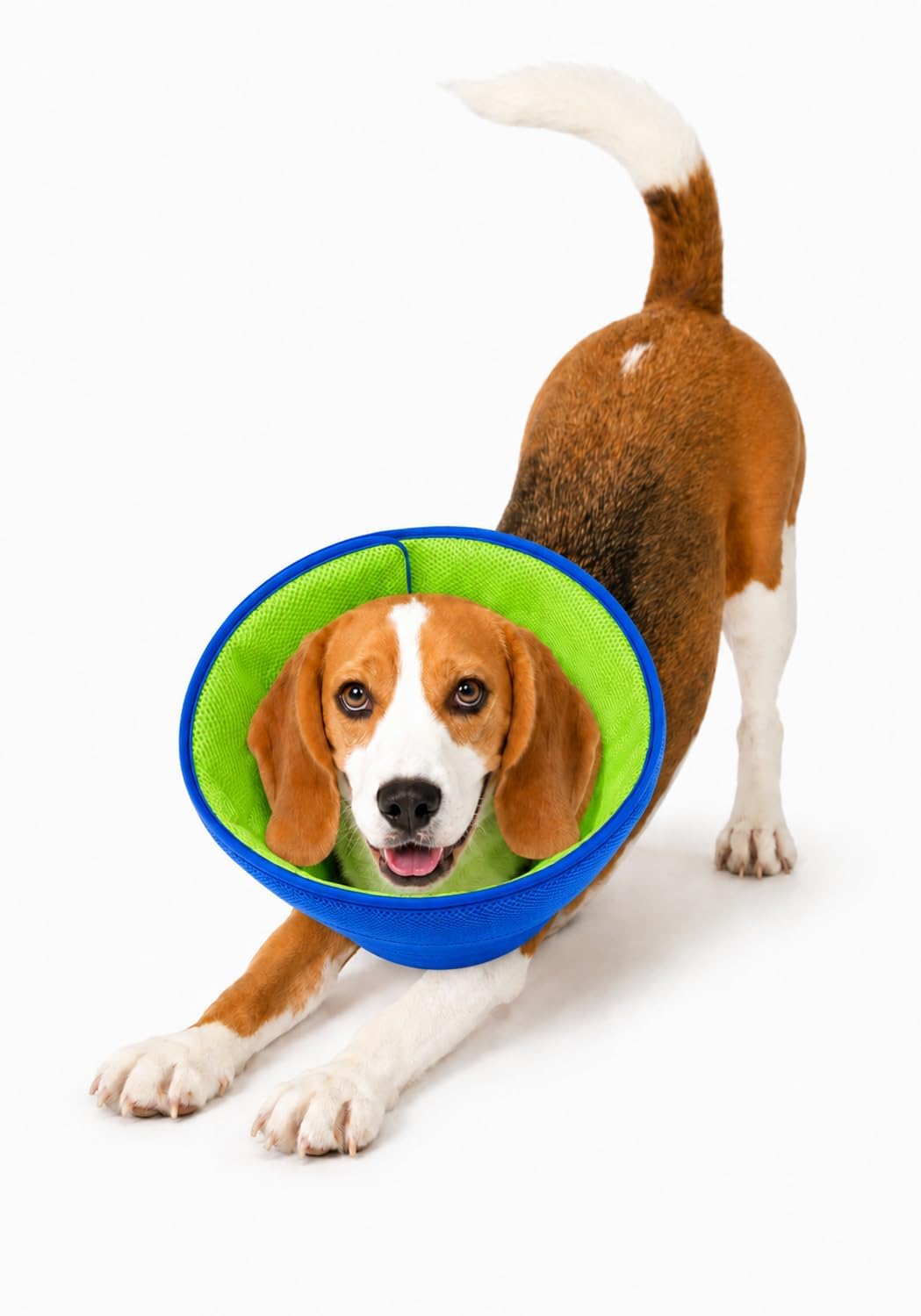 Photo 1 of Babday Soft Dog Cone Collar, Blue and Green, M