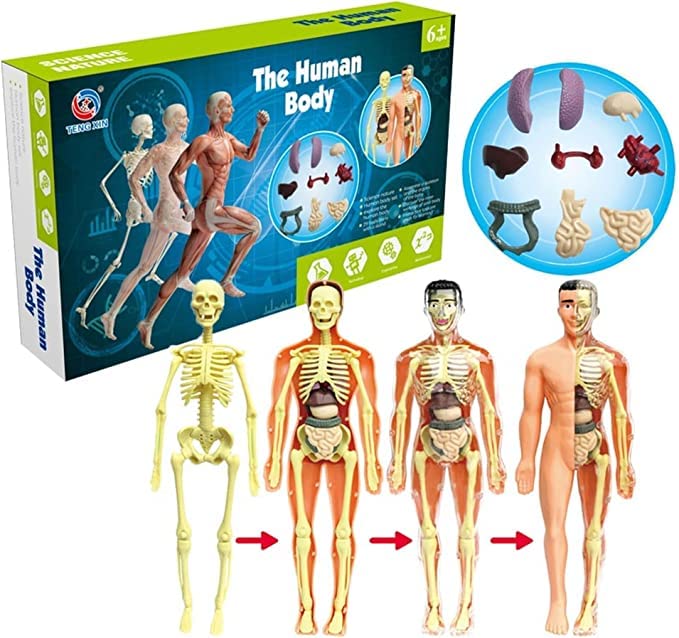 Buy UKR Anatomy DIY Kit Interactive Human Body Parts Toy 29 Pieces