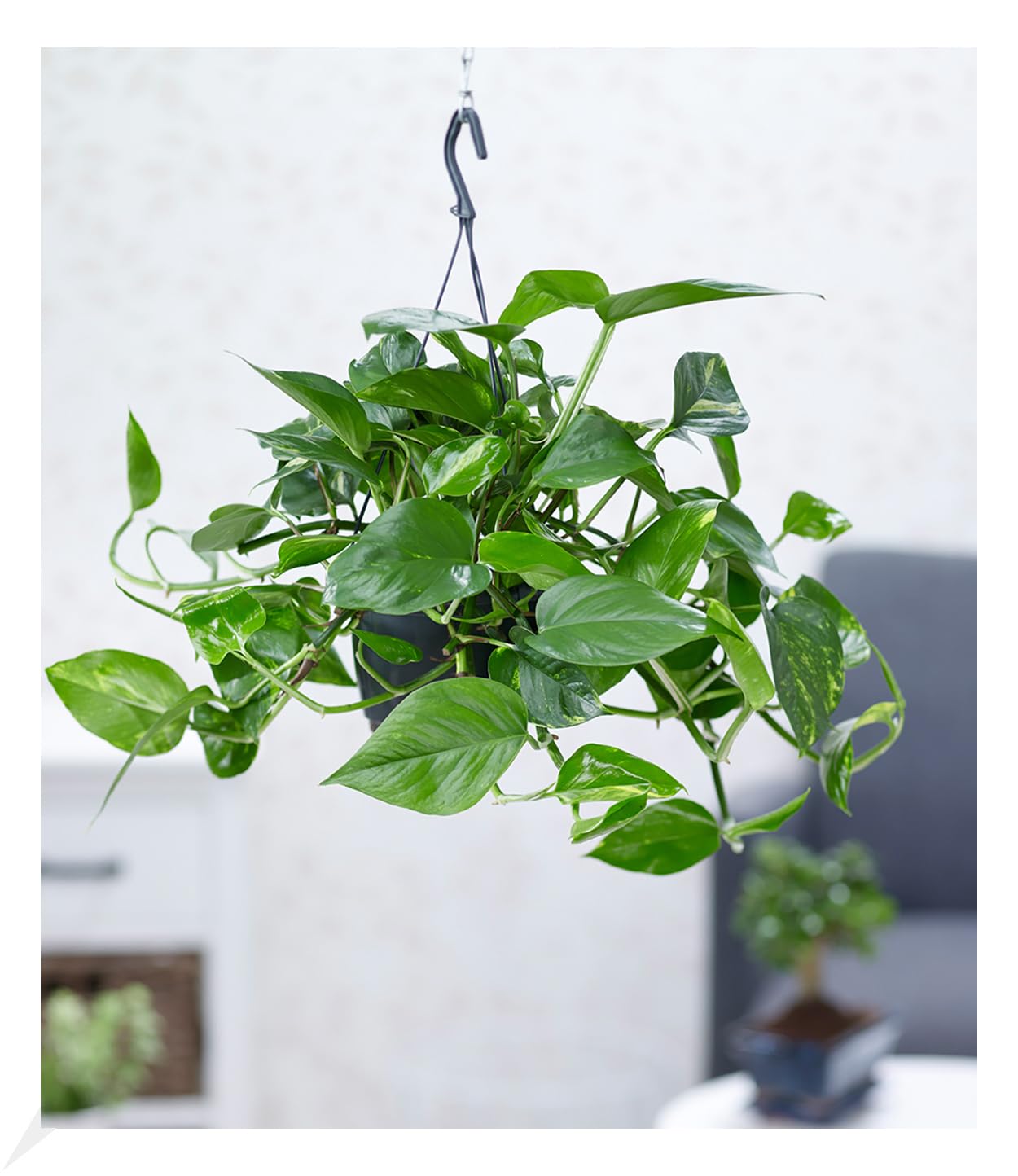 BALDUR Garten 1x Hngepflanze Efeutute, Pflanze im 15 cm-Hngetopf,  Luftreinigende Zimmerpflanze, untersttzt das Raumklima, Grnpflanze,  mehrjhrig - frostfrei halten, Epipremnum pinnatum aureum : Amazon.de:  Garten