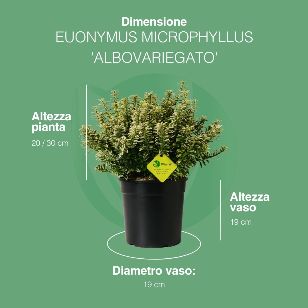 EUONYMUS JAPONICUS MICROPHYLLUS Arbusto sempreverde da esterno, vaso da 19 cm. Piante vere per giardino e terrazzo con foglie bianche bordate. 6 mesi di concimazione inclusi (Albo).
