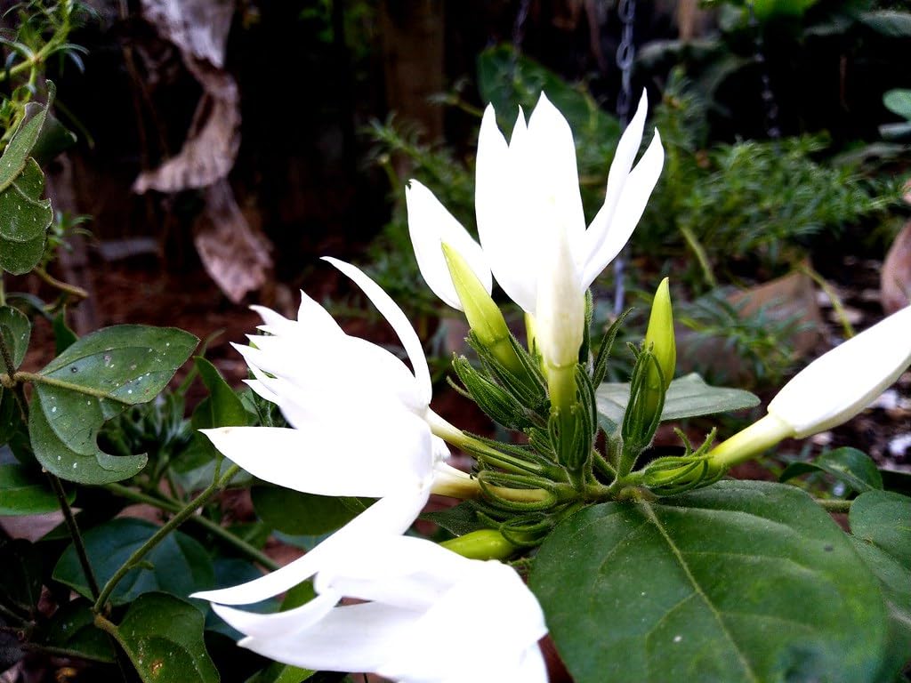 kunda flower live plant For Home Planting Pack Of 1 (B0CV4DQG7L) Amazon Price History, Amazon Price Tracker