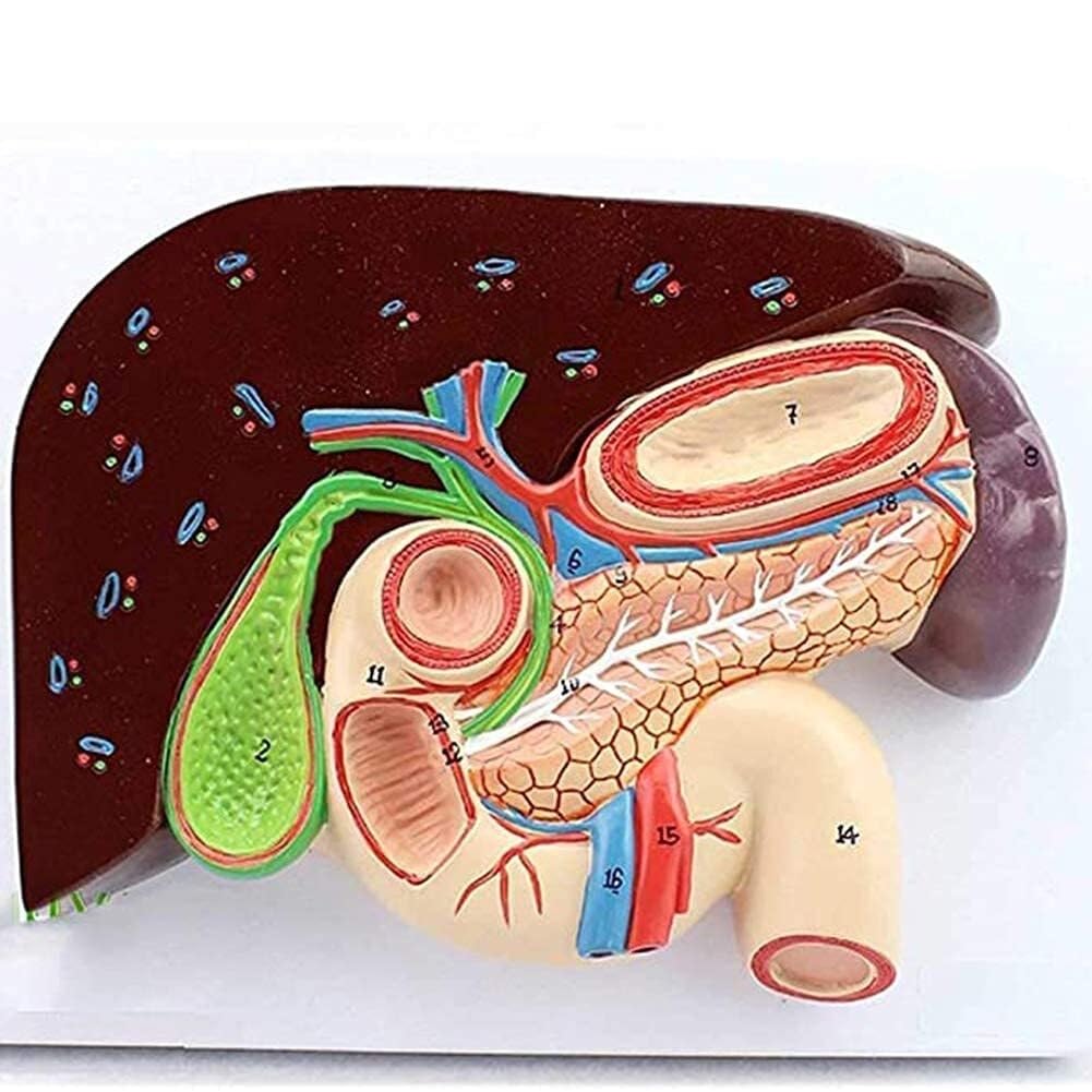 XINGLUOY Human digestive system anatomy model - life-size stomach, liver, gallbladder, pancreas, spleen, duodenum, etc