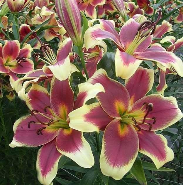 Radha Krishna Agriculture® Asiatic Lily Flower Bulbs Imported 5 PCS | Exotic Blooms for Gifting | Diwali, Anniversary & Festive Season Special (MATE MAGENTA)