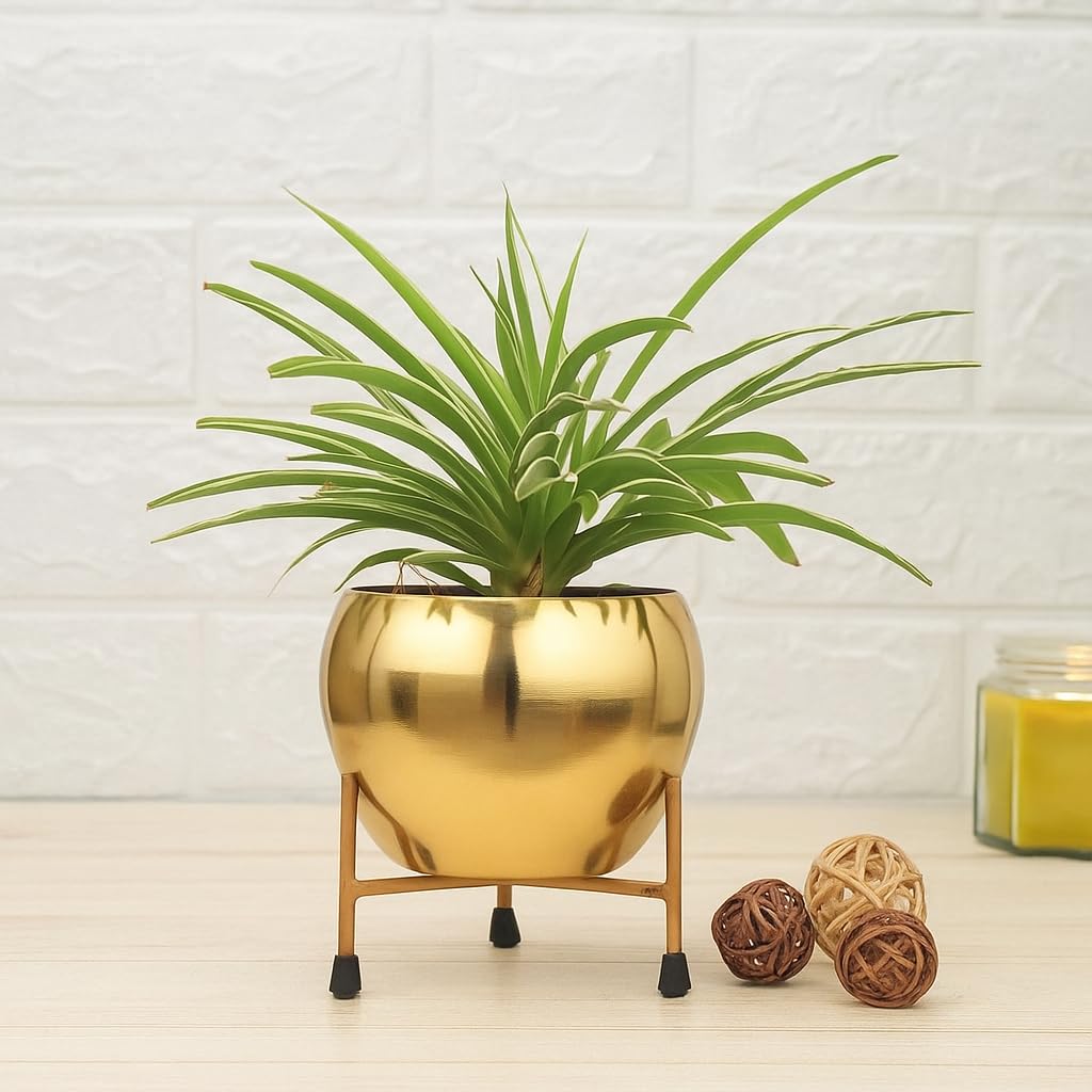 DPNT Deco Point - Golden Metal Planter Pot with Stand | Decorative Indoor Plant Holder | Modern Tabletop Flower Pot for Home, Office, Living Room & Balcony Décor-image-5