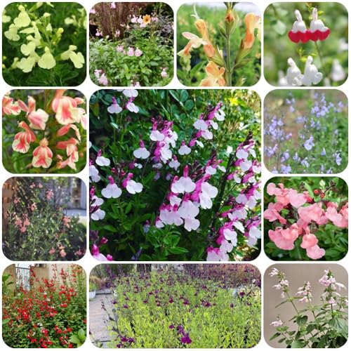 Semi di salvia, semi di Salvia greggii, vecchie varietà giardino da balcone amici farfalle resistenti 800pcs