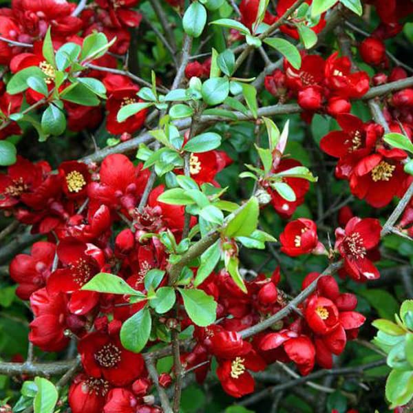 Cognassier du Japon 'Crimson and Gold' – Chaenomeles superba 'Crimson and Gold' 30-40 cm pot | Arbuste décoratif, fleurs rouges & jaunes, idéal haie fleurie