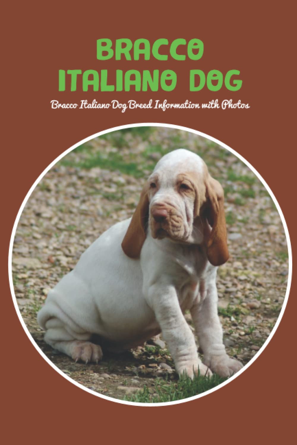 Bracco Italiano Dog: Bracco Italiano Dog Breed Information with Photos