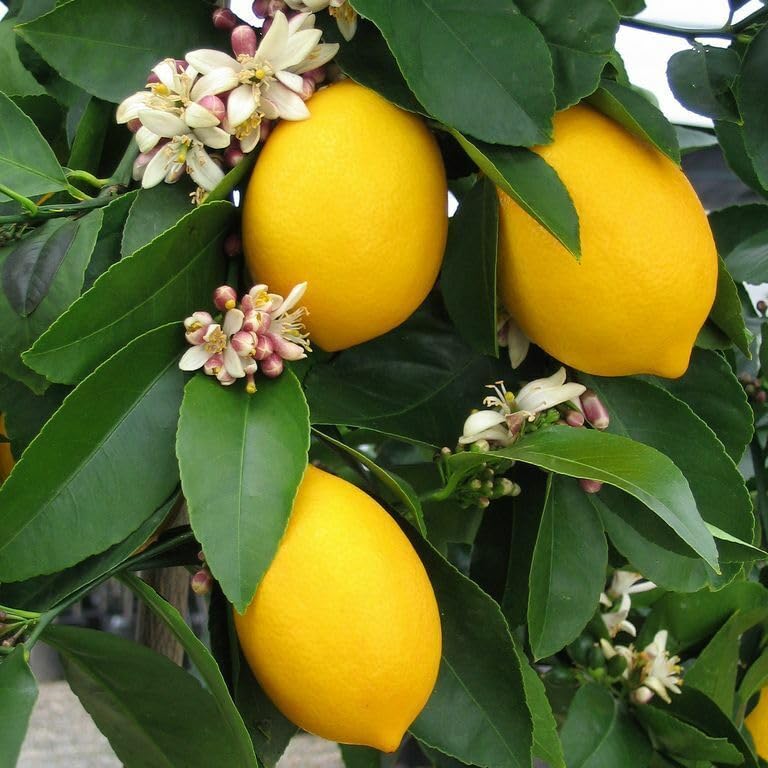 Live Meyer Lemon Tree - 2-5 Inch Tall Live Plant - Potted Seedling - Yellow Lemon Fruit Plant - Citrus x meyeri