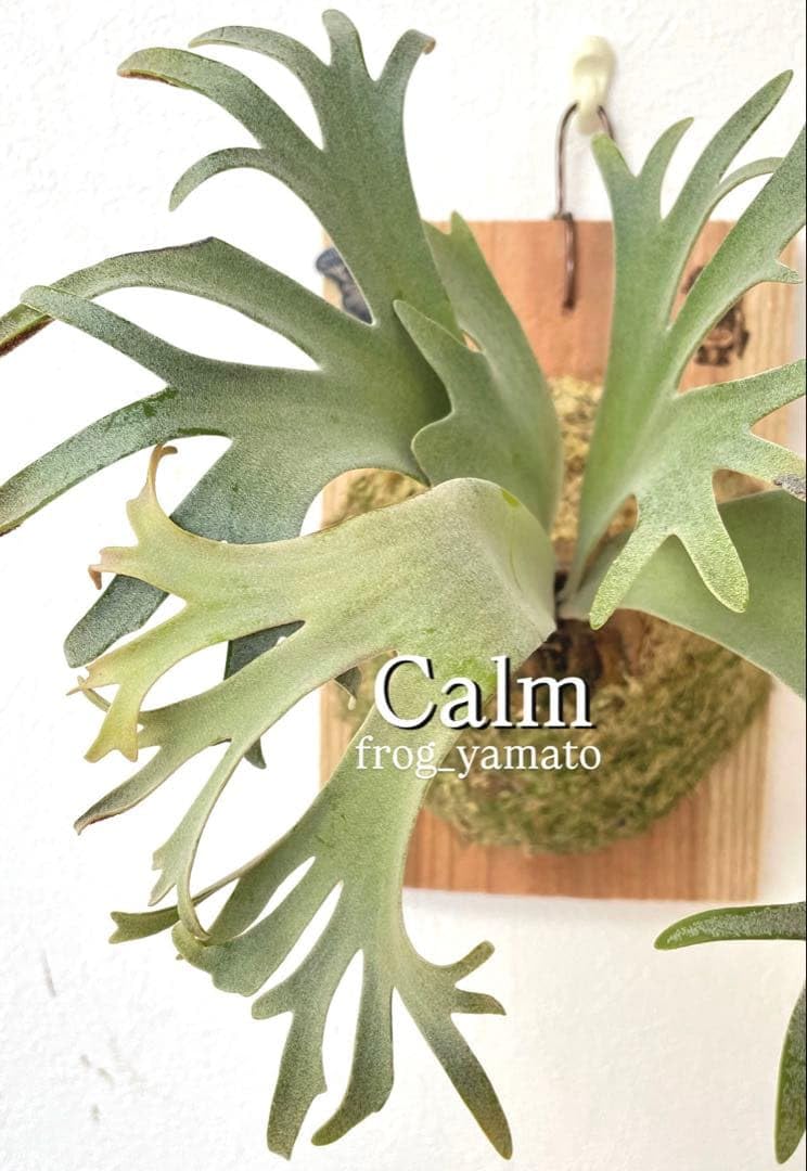 Amazon｜willinckii calm spore ウィリンキー ビカクシダ ケロスポ