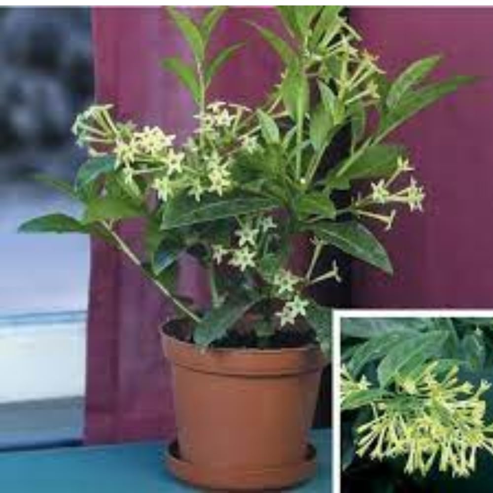 Bhajanlal Greenery Real Live Raat Ki Rani Plant | Night Blooming Jasmine White Flower Live Plant Fragrant Outdoor Low Maintenance Balcony Garden with 4 Inch Pot (B08BYTH99Y) Amazon Price History, Amazon Price Tracker