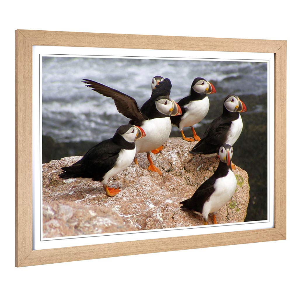 Big Box Art Framed Print of Atlantic Puffin Birds Design | Wall Art Picture | Home Decor for Kitchen, Living, Dining Room, Lounge, Bedroom, Hallway, Office, Oak, A2 / 24.5x18 Inch / 62x45cm