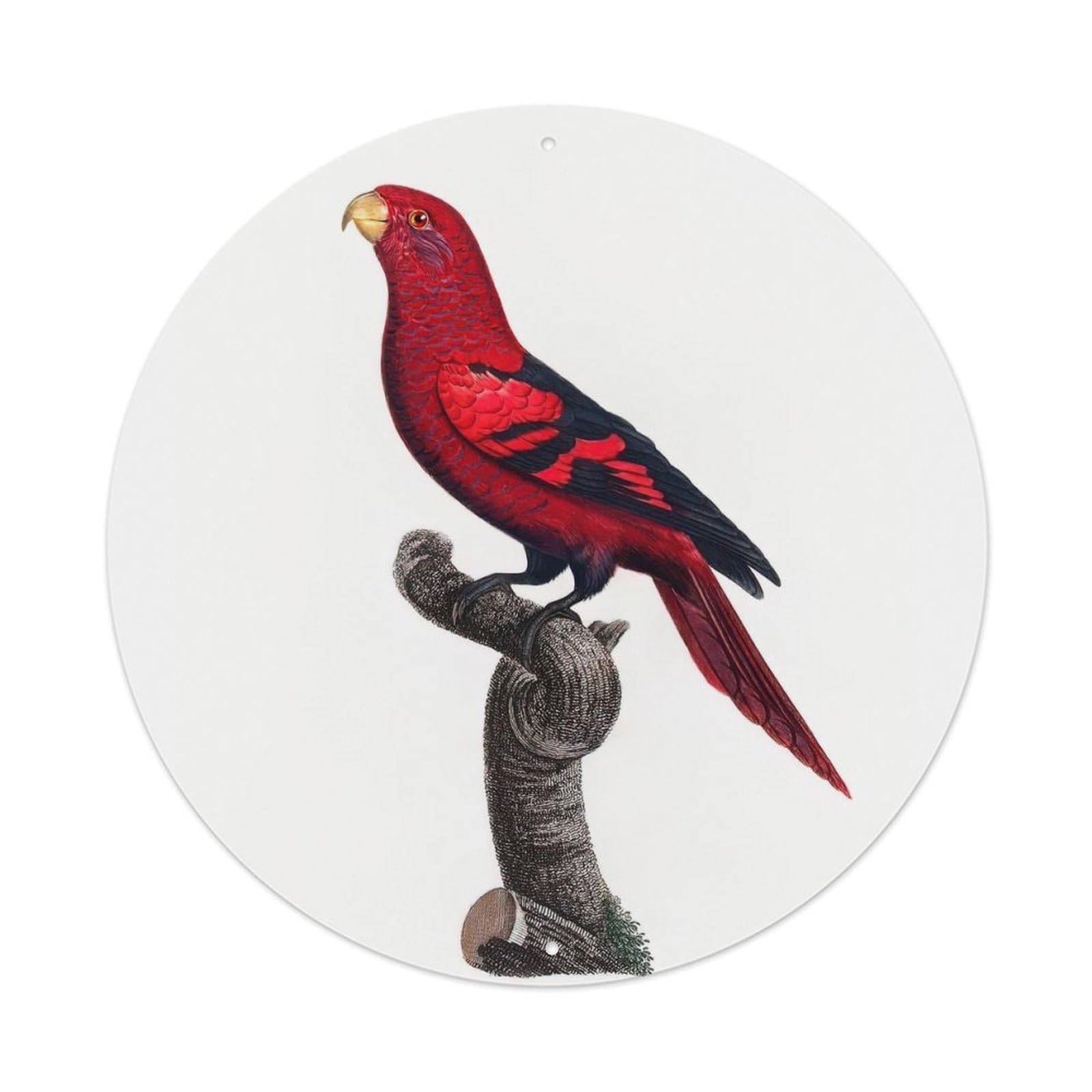 Animal Birds Red Feather Parrot Vintage Metal Tin Sign Plaque Wall Decor for Cafe, Club Bar, Office, Garden Metal Poster 8x8Inch