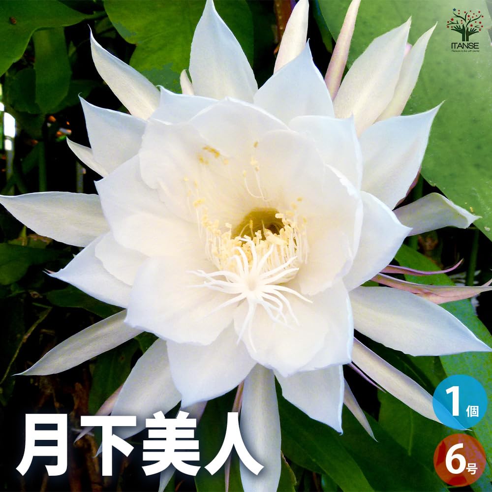 Amazon｜ITANSE 月下美人 6号 1個売り 品種で選べる多肉植物