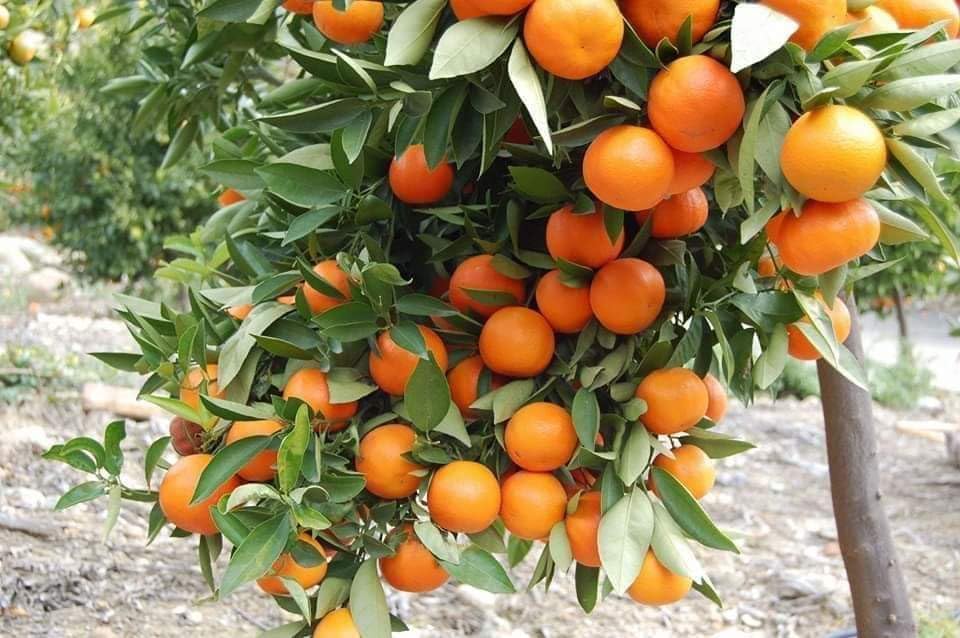 The Royal Gardening Experience Nature' Nagpur Orange All Time Variety Grafted Fruit Plants for Your Garden