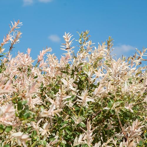 Bloomique - Salix Integra Flamingo - Bunte Weide - Gartenpflanzen - Winterhart - 30-40 cm hoch - Topf 12 cm