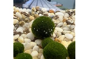 Fluval Moss Balls: A Vital Haven for Betta and Shrimp
