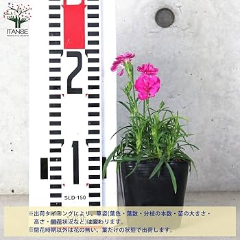 シテの花3 おまとめ専用① シテの花-能楽師・葉賀琥太朗の咲き方- (1) (少年サンデー