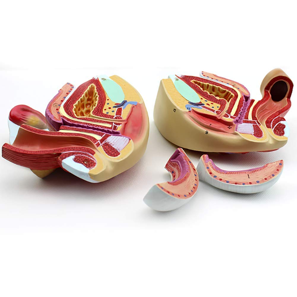 Anatomy Uterine Model Obstetric Reproductive System Model and Gynecology Teaching Internal and External Genital Bodies