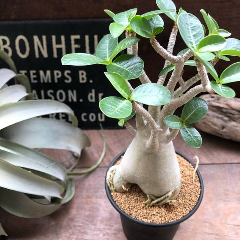 アデニウム 塊根植物 小型 現品限り】アデニウム・アラビカム【Z16】 Adenium arabicum