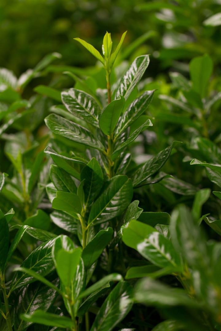 Prunus laurocerasus 'Novita' 100-120 cm - Kirschlorbeer, immergrn, ideal  als Hecke, schnellwachsend, pflegeleicht und winterhart : Amazon.de: Garten