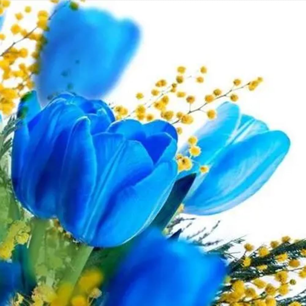 Tulipano Bulbi - Compatti, Robusti, Naturali, Freschi, Vitali-15 Bulbi-A