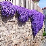 Semi di fiori Semi Creeping timo o semi di Blue Rock crescione - copertura terra perenne decorazione del giardino 40pcs fiore AA Blu Thyme