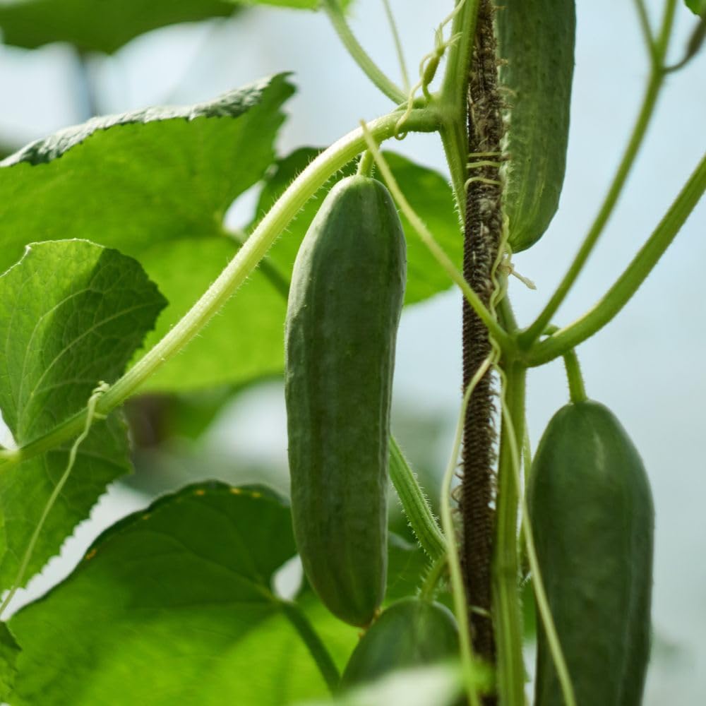 Cucumber ‘Passandra’ F1 – Organic Mini Cucumber Seeds | Disease-Resistant, High-Yield, All-Female, Ideal for Greenhouse & Outdoor Growing, 1 x Packet 4 Seeds, By Organic Gardening