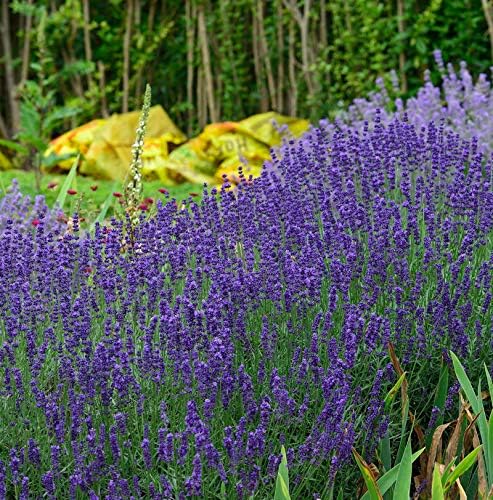 Echter Lavendel Hidcote Blue großer Topf Lavandula angustifolia