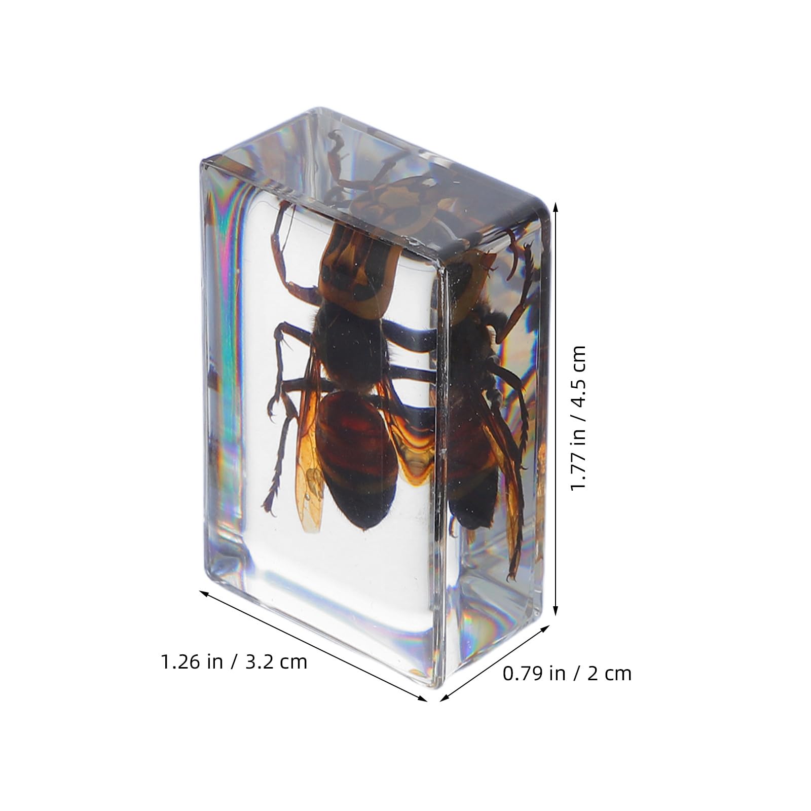 Adorainbow 6 Stück Insektenpräparat aus Kunstharz als Briefbeschwerer und Sammlerstück mit Elegantem Design für Wohn und Arbeitsbereich