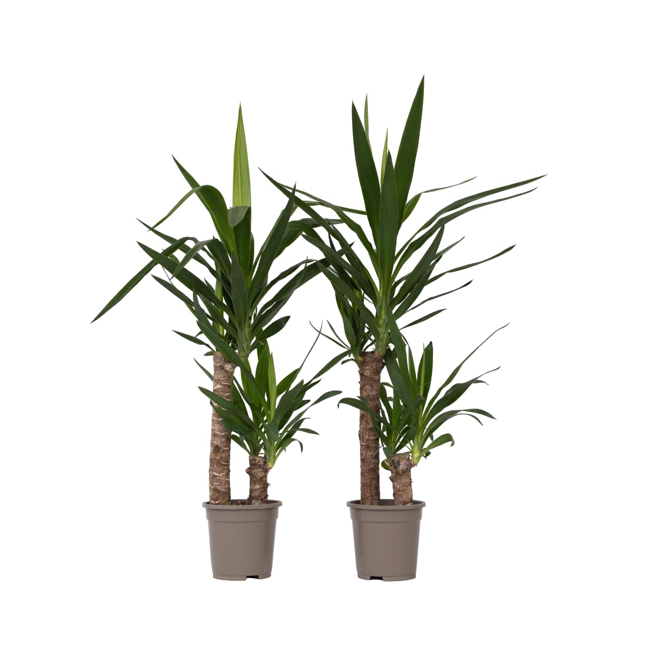 Plant in a Box - Yucca Elephantipes - Set di 2 - Pianta d'appartamento - Vaso 21cm - Altezza 80-100cm