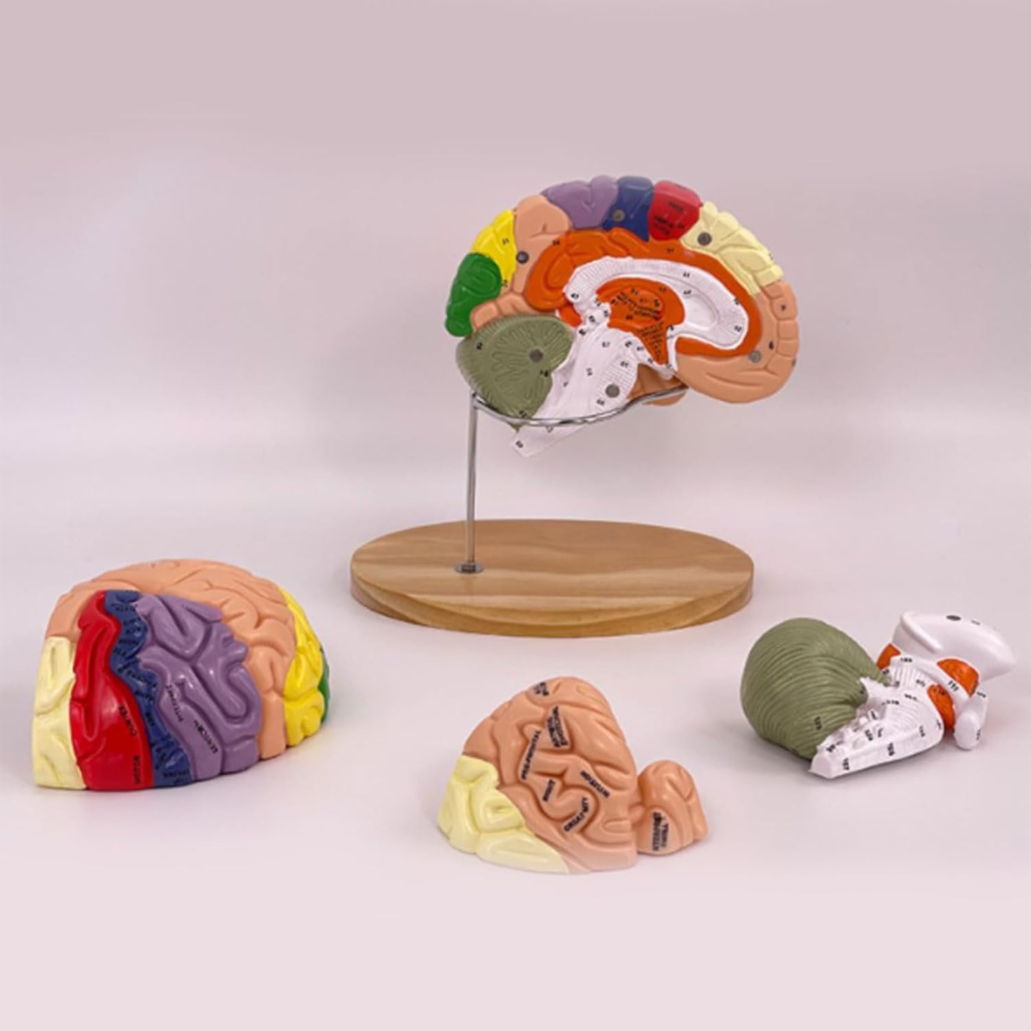 Model nauczania anatomii ludzkiego mózgu do badania chorób mózgu, model narządów do edukacji medycznej