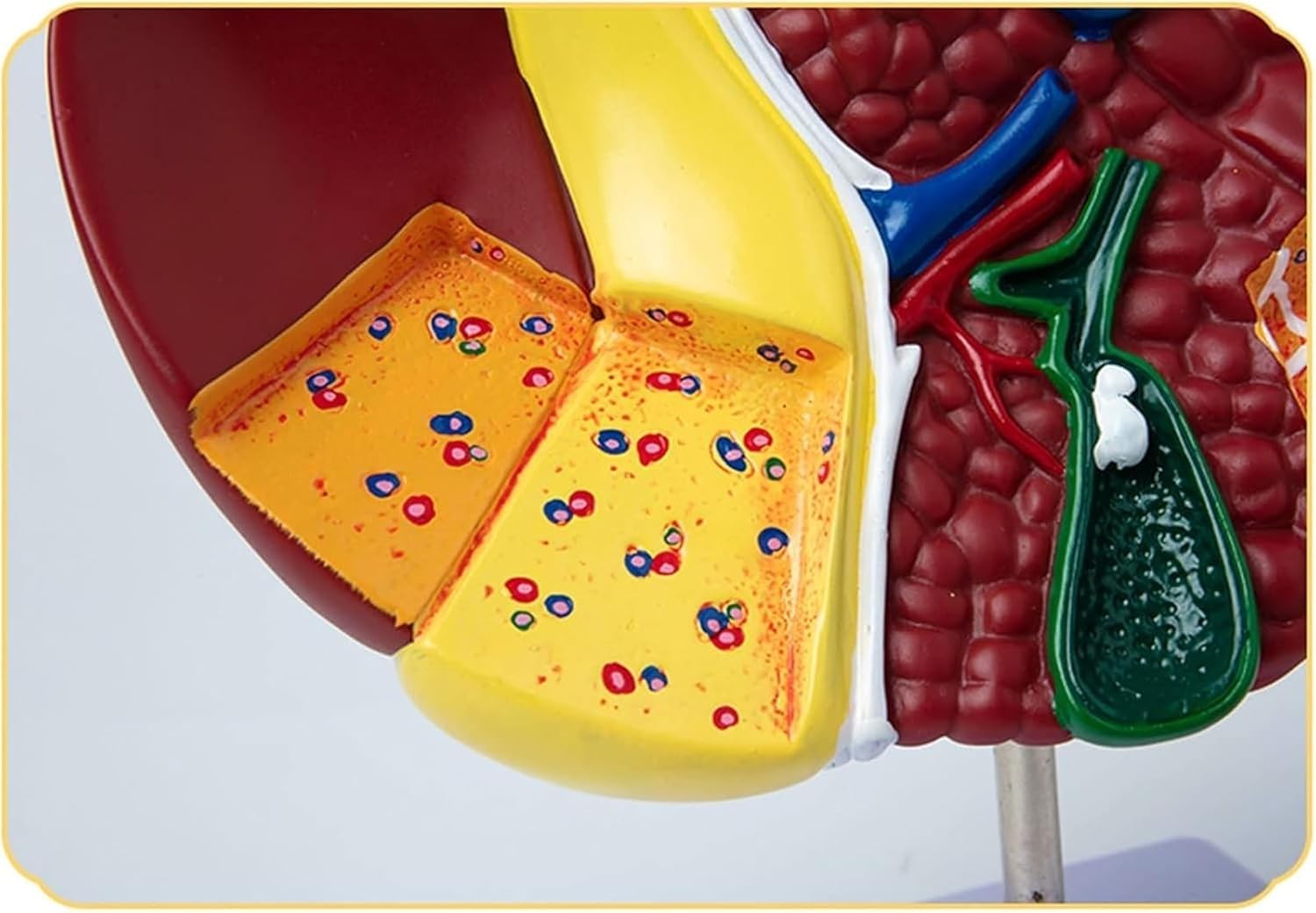 hixswnu Anatomowy model wątroby 3D do edukacji, patologiczna pomoc w nauce wątroby, wyposażenie biologiczne dla nauki, anatomii ludzkiej trzewnej do edukacji medycznej i pomocy w nauce