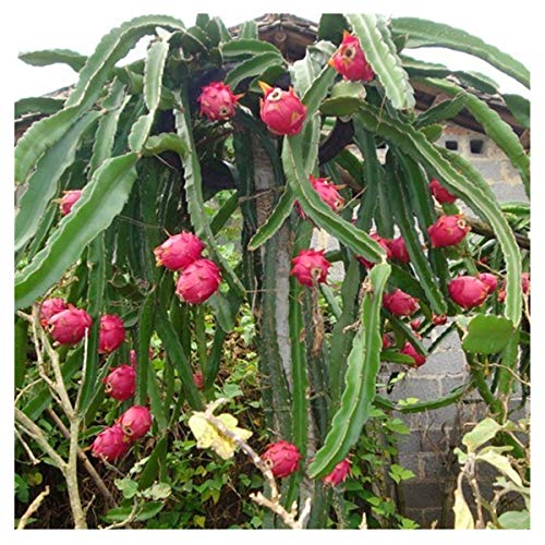 Semillas de pitaya, rojas aproximadamente 30 piezas de semillas de frutas