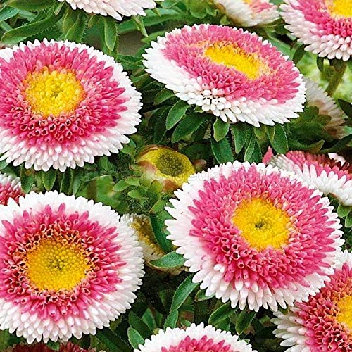 Seeds4planting - Seeds Aster Pompom Hi No Maru - Organic